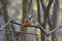 真冬のオレンジ・ボール