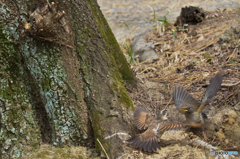ツグミ’＆シロハラ　バトル２