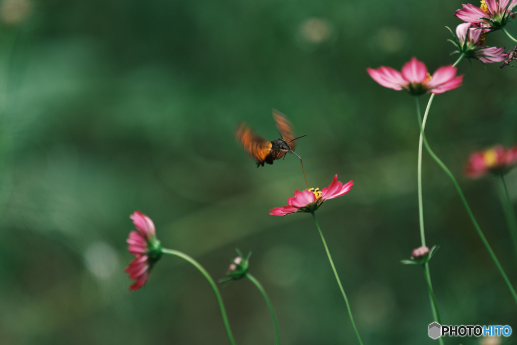 ホシホウジャク