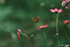 ホシホウジャク