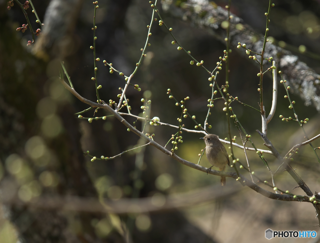 梅ビタキ