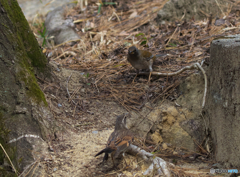 ツグミ＆シロハラ　バトル１