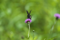 モンキアゲハ２