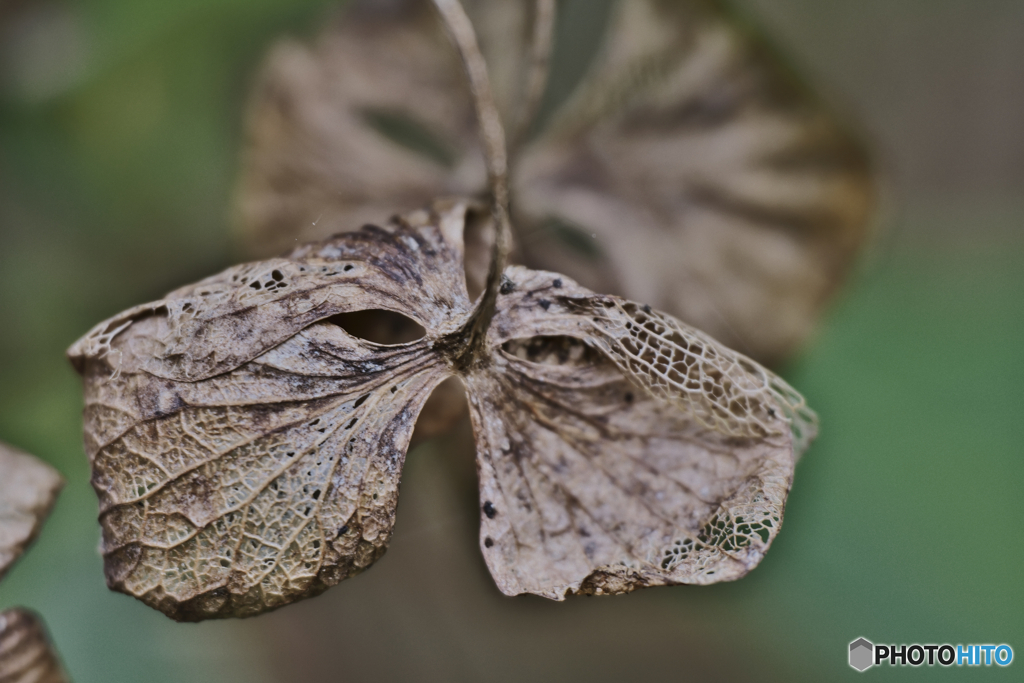 枯れ紫陽花
