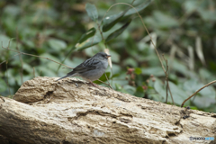 今年の初撮りは・・