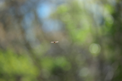 ホバリングが得意