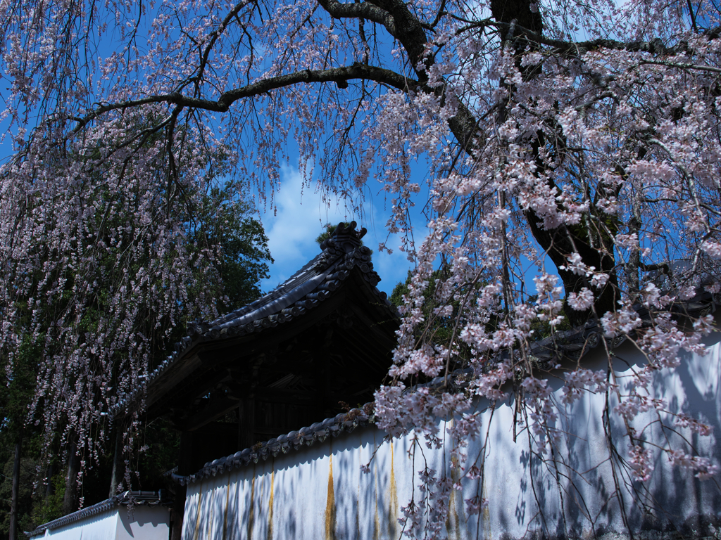 花盛り２