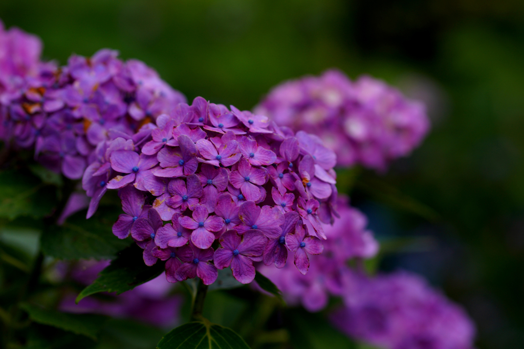 紫陽花2