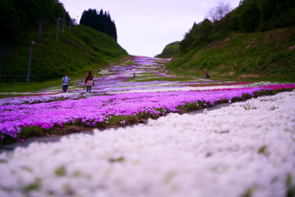 芝桜