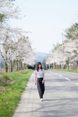 桜3