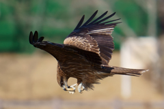 間木堤のトンビ3