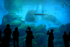 うみの杜水族館3