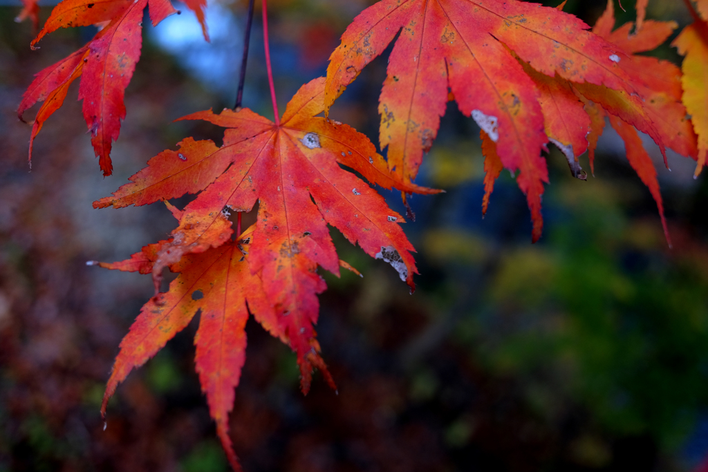 薬研 紅葉1