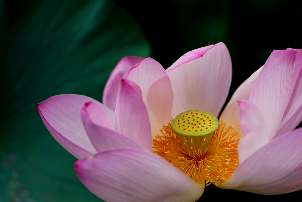 ハスの花