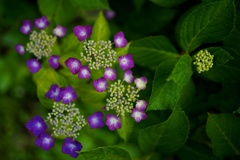 紫陽花