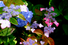 紫陽花とハチ2
