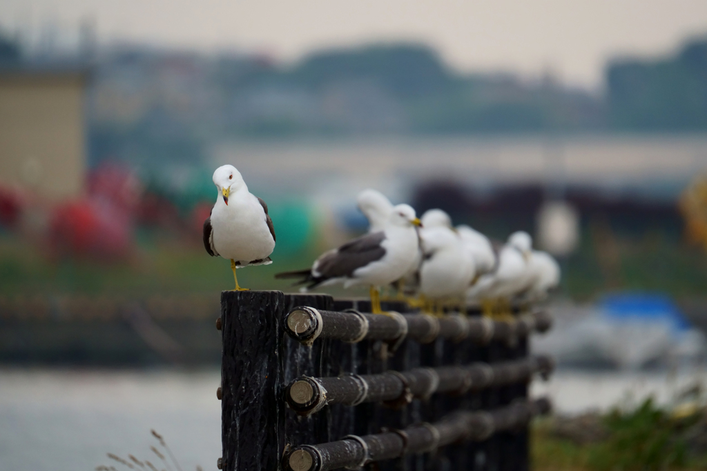 ウミネコ