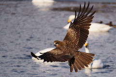 間木堤のトンビ2