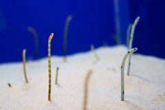 浅虫水族館2