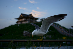 ウミネコと蕪嶋神社
