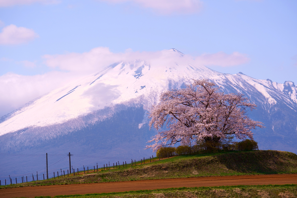 為内の一本桜2