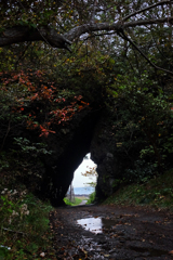 トトロのいる風景