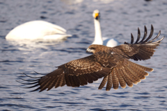 間木堤のトンビ1