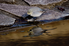 野鳥4