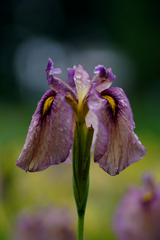花菖蒲