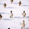間木堤のカモ