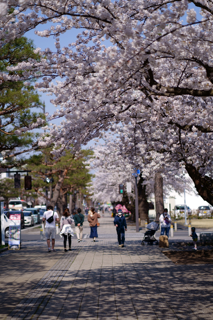 十和田市官庁街通り