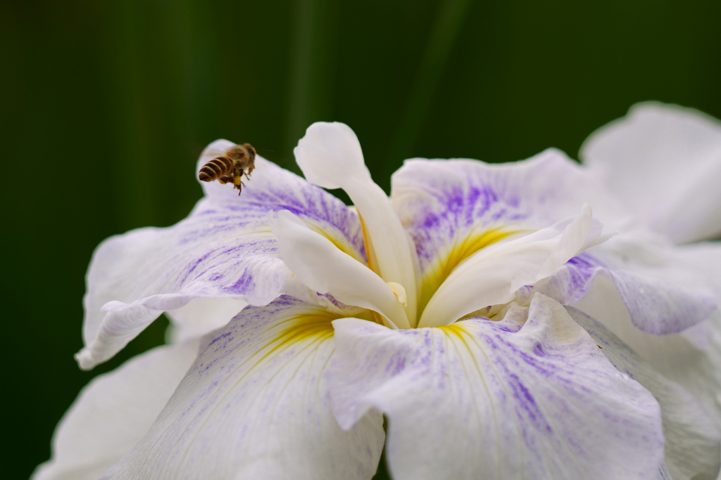 花菖蒲