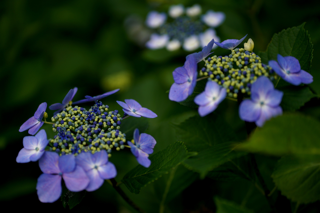 紫陽花3