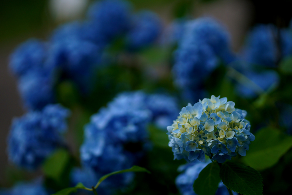 紫陽花1