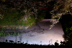 弘前さくらまつり 花筏2
