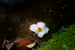落ち花