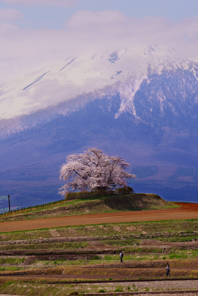 為内の一本桜