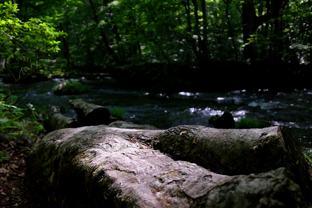 新緑の奥入瀬1
