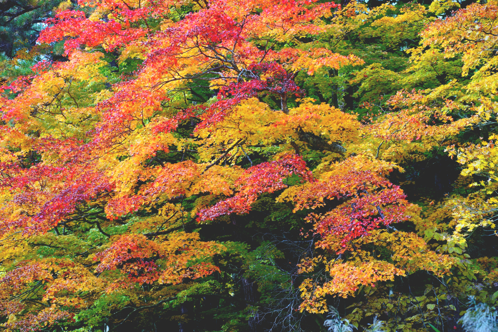 紅葉1