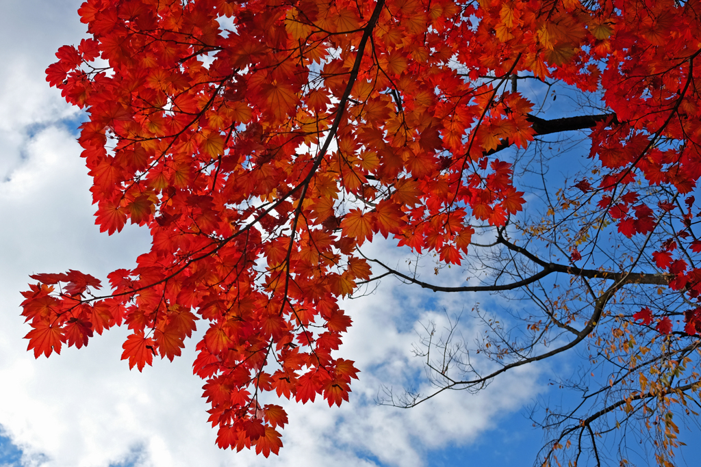 紅葉