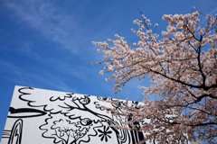 オクリアと桜