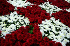 菊4