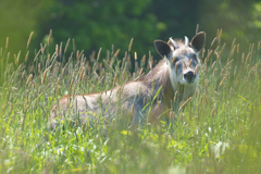 カモシカ