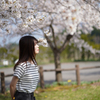 桜2