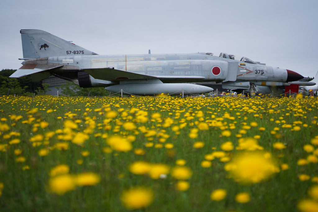 お花畑のファントム