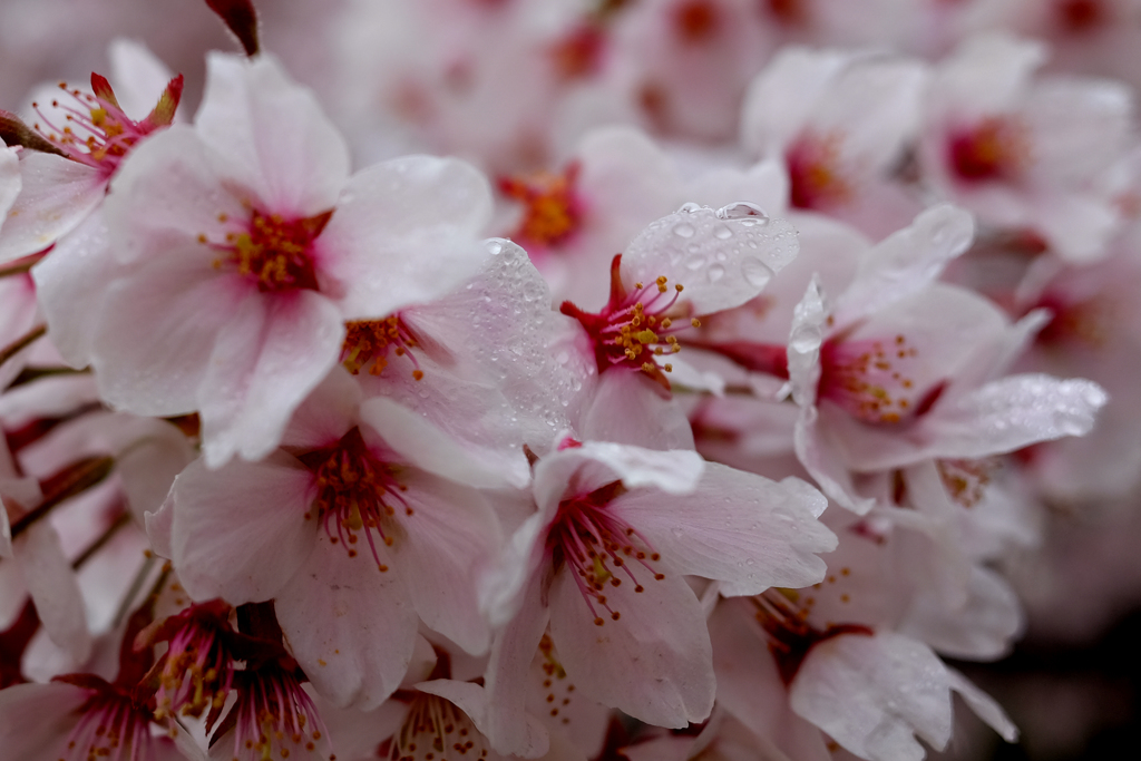 桜雨