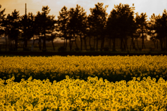 菜の花