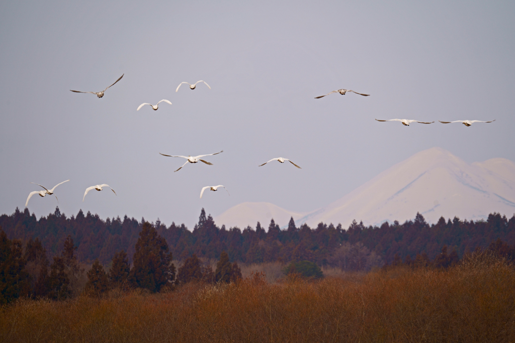 間木堤の白鳥