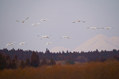間木堤の白鳥