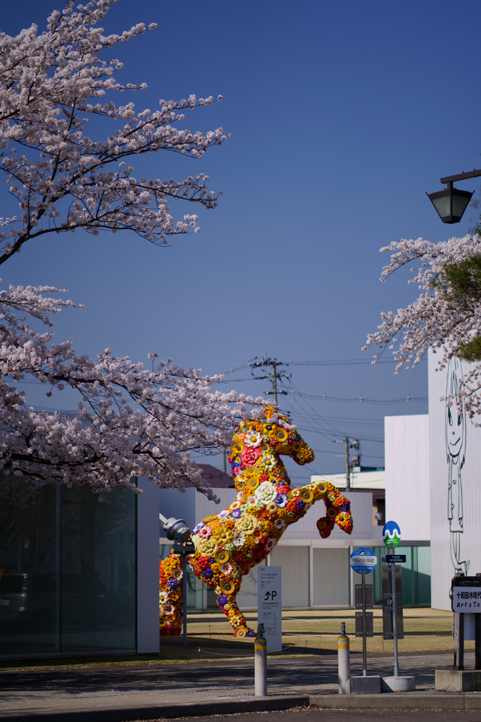 十和田市官庁街通り2